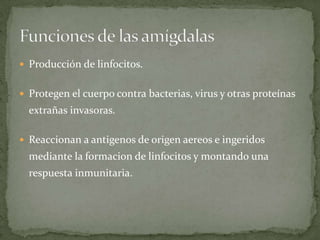 Producción de linfocitos.
Protegen el cuerpo contra bacterias, virus y otras proteínas
extrañas invasoras.
Reaccionan a antigenos de origen aereos e ingeridos
mediante la formacion de linfocitos y montando una
respuesta inmunitaria.
 