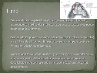 De naturaleza linfoepitelial, es el unico organo linfatico lobulado,
alcanzando su maximo desarrollo cerca de la pubertad, cuando puede
pesar de 35 a 40 gramos.
Despues de los primeros años de vida empieza a involucionar (atrofia)
y se infiltra de adipocitos. Sin embargo, su funcion pede continuar
incluso en adultos de mayor edad.
No tiene nodulos ni senos linfaticos y se extiende de la raiz del cuello
a la parte superior del torax, situado en el mediastino superior.
Cada lobulo surge por separado en la tercera (y tal vez la cuarta)
bolsa faringea.
 
