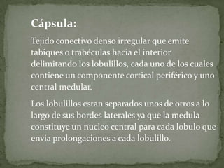Cápsula:
Tejido conectivo denso irregular que emite
tabiques o trabéculas hacia el interior
delimitando los lobulillos, cada uno de los cuales
contiene un componente cortical periférico y uno
central medular.
Los lobulillos estan separados unos de otros a lo
largo de sus bordes laterales ya que la medula
constituye un nucleo central para cada lobulo que
envia prolongaciones a cada lobulillo.
 