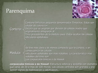 Corteza:
Medula:
Contiene linfocitos pequenos denominados Timocitos. Estos son
celulas de coloracion
Oscura que se originan por division de celulas madre que
originalmente emigraron al
Timo procedentes de la medula osea. Estos ocultan las celulas
reticulares epiteliales.
Se tine mas clara y es menos compacta que la corteza, y en
consecuencia las celulas
reticulares epiteliales son mas notables. La caracteristica mas
notables del timo son
Los corpusculos timicos o de Hassal.
corpusculos timicos o de Hassal: Estructura esferica y acidofila con diametro
que varia, de 20 a mas de 100 micras. Las celulas centrales son grandes y pre-
Sentan signos de hialinizacion y calcificacion.
 