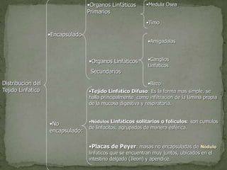 Distribucion del
Tejido Linfatico
•Encapsulado
•No
encapsulado:
•Organos Linfáticos
Primarios
•Medula Osea
•Timo
•Organos Linfáticos
Secundarios
•Amigadalas
•Ganglios
Linfaticos
•Bazo
•Tejido Linfático Difuso: Es la forma mas simple, se
halla principalmente como infiltracion de la lámina propia
de la mucosa digestiva y respiratoria.
•Nódulos Linfáticos solitarios o foliculos: son cumulos
de linfocitos, agrupados de manera esférica.
•Placas de Peyer: masas no encapsuladas de Nódulo
linfáticos que se encuentran muy juntos, ubicados en el
intestino delgado (Ileon) y apendice.
 