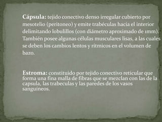 Cápsula: tejido conectivo denso irregular cubierto por
mesotelio (peritoneo) y emite trabéculas hacia el interior
delimitando lobulillos (con diámetro aproximado de 1mm).
También posee algunas células musculares lisas, a las cuales
se deben los cambios lentos y rítmicos en el volumen de
bazo.
Estroma: constituido por tejido conectivo reticular que
forma una fina malla de fibras que se mezclan con las de la
capsula, las trabeculas y las paredes de los vasos
sanguíneos.
 