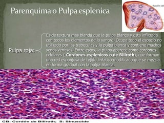 Pulpa roja:
Es de textura mas blanda que la pulpa blanca y esta infiltrada
con todos los elementos de la sangre. Ocupa todo el espacio no
utilizado por las trabeculas y la pulpa blanca y contiene muchos
senos venosos. Entre estos, la pulpa aparece como cordones
celulares ( Cordones esplenicos o de Billroth), que forman
una red esponjosa de tejido linfatico modificado que se mezcla
en forma gradual con la pulpa blanca.
 
