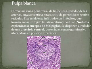 Forma una vaina periarterial de linfocitos alrededor de las
arterias, cuya adventicia esta sustituida por tejido conectivo
reticular. Este tejido esta infiltrado con linfocitos, que
forman zonas de tejido linfatico difuso y nodular (Nodulos
esplenicos o cuerpos de Malpighi). Se disponen alrededor
de una arteriola central, que evita el centro germinativo
ubicandose en posicion excentrica.
 
