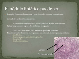 Primario: De aspecto homogeneo y no activo en la respuesta inmunologica.
Secundario: se identifican dos zonas.
1. Una zona externa periferica oscura (corteza o manto), que contiene
linfocitos pequeños agrupados en forma compacta.
2. una zona central mas clara, el centro germinal (medula).
La zona central se desarrolla en respuesta a una estimulacion antigenica y contiene:
linfoblastos.
lifocitos pequeños, medianos y grandes.
linfocitos B.
Celulas plasmaticas.
Corteza
Centro germinal
 