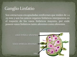 Son estructuras encapsuladas reniformes que miden de 1 a
25 mm y son los unicos organos linfaticos interpuestos en
el trayecto de los vasos linfaticos mayores, por ende
poseen vasos linfaticos tanto aferentes como eferentes.
hilio
Vasos linfaticos eferentes
vasos linfático aferentes
 