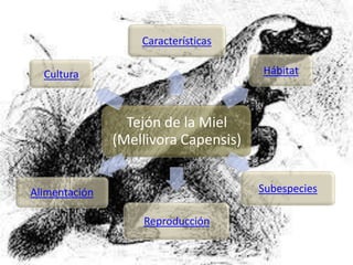 Tejón de la Miel
(Mellivora Capensis)
Características
Hábitat
Subespecies
Reproducción
Alimentación
Cultura
 