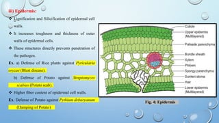 Scab Structures Defense mechanism in plants (Plant pathology and plant protection) | PDF