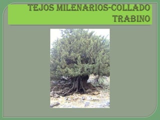 TEJOS MILENARIOS-COLLADO TRABINO 