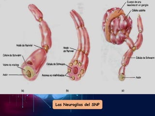 Las Neuroglias del SNP
 