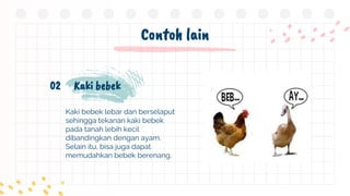 Contoh lain
Kaki bebek lebar dan berselaput
sehingga tekanan kaki bebek
pada tanah lebih kecil
dibandingkan dengan ayam.
Selain itu, bisa juga dapat
memudahkan bebek berenang.
Kaki bebek
02
 