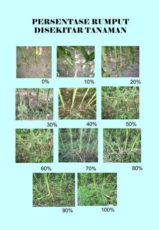PERSENTASE RUMPUT 
DISEKITAR TANAMAN 
0% 10% 20% 
30% 40% 50% 
60% 70% 80% 
100% 
90% 
 