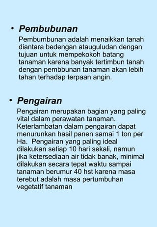 • Pembubunan 
Pembumbunan adalah menaikkan tanah 
diantara bedengan atauguludan dengan 
tujuan untuk mempekokoh batang 
tanaman karena banyak tertimbun tanah 
dengan pembbunan tanaman akan lebih 
tahan terhadap terpaan angin. 
• Pengairan 
Pengairan merupakan bagian yang paling 
vital dalam perawatan tanaman. 
Keterlambatan dalam pengairan dapat 
menurunkan hasil panen samai 1 ton per 
Ha. Pengairan yang paling ideal 
dilakukan setiap 10 hari sekali, namun 
jika ketersediaan air tidak banak, minimal 
dilakukan secara tepat waktu sampai 
tanaman berumur 40 hst karena masa 
terebut adalah masa pertumbuhan 
vegetatif tanaman 
 