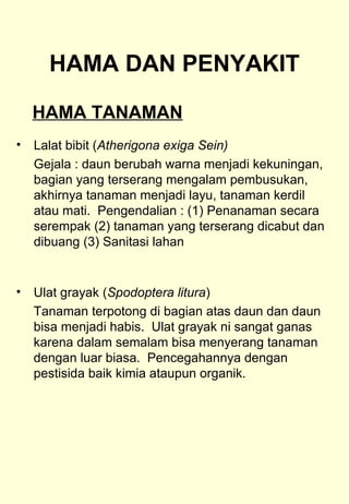 HAMA DAN PENYAKIT 
HAMA TANAMAN 
• Lalat bibit (Atherigona exiga Sein) 
Gejala : daun berubah warna menjadi kekuningan, 
bagian yang terserang mengalam pembusukan, 
akhirnya tanaman menjadi layu, tanaman kerdil 
atau mati. Pengendalian : (1) Penanaman secara 
serempak (2) tanaman yang terserang dicabut dan 
dibuang (3) Sanitasi lahan 
• Ulat grayak (Spodoptera litura) 
Tanaman terpotong di bagian atas daun dan daun 
bisa menjadi habis. Ulat grayak ni sangat ganas 
karena dalam semalam bisa menyerang tanaman 
dengan luar biasa. Pencegahannya dengan 
pestisida baik kimia ataupun organik. 
 