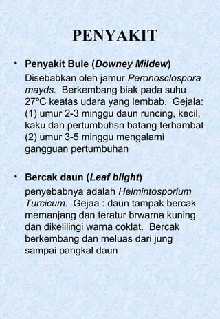 PENYAKIT 
• Penyakit Bule (Downey Mildew) 
Disebabkan oleh jamur Peronosclospora 
mayds. Berkembang biak pada suhu 
27ºC keatas udara yang lembab. Gejala: 
(1) umur 2-3 minggu daun runcing, kecil, 
kaku dan pertumbuhsn batang terhambat 
(2) umur 3-5 minggu mengalami 
gangguan pertumbuhan 
• Bercak daun (Leaf blight) 
penyebabnya adalah Helmintosporium 
Turcicum. Gejaa : daun tampak bercak 
memanjang dan teratur brwarna kuning 
dan dikelilingi warna coklat. Bercak 
berkembang dan meluas dari jung 
sampai pangkal daun 
 