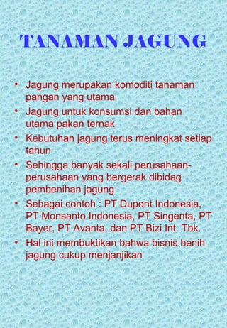 TANAMAN JAGUNG 
• Jagung merupakan komoditi tanaman 
pangan yang utama 
• Jagung untuk konsumsi dan bahan 
utama pakan ternak 
• Kebutuhan jagung terus meningkat setiap 
tahun 
• Sehingga banyak sekali perusahaan-perusahaan 
yang bergerak dibidag 
pembenihan jagung 
• Sebagai contoh : PT Dupont Indonesia, 
PT Monsanto Indonesia, PT Singenta, PT 
Bayer, PT Avanta, dan PT Bizi Int. Tbk. 
• Hal ini membuktikan bahwa bisnis benih 
jagung cukup menjanjikan 
 