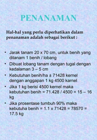 PENANAMAN 
Hal-hal yang perlu diperhatikan dalam 
penanaman adalah sebagai berikut : 
• Jarak tanam 20 x 70 cm, untuk benih yang 
ditanam 1 benih / lobang 
• Dibuat lobang tanam dengan tugal dengan 
kedalaman 3 – 5 cm 
• Kebutuhan benih/ha ± 71428 kernel 
dengan anggapan 1 kg 4500 karnel 
• Jika 1 kg berisi 4500 kernel maka 
kebutuhan benih = 71.428 / 4500 = 15 – 16 
kg 
• Jika prosentase tumbuh 90% maka 
kebutuha benih = 1.1 x 71428 = 78570 = 
17.5 kg 
 