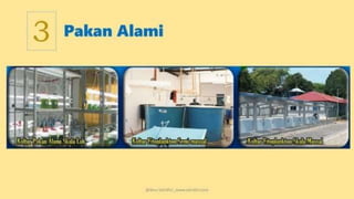 teknik-pembenihan-ikan-i.pptxAAAAAAAAAAAAAAAAAAAA