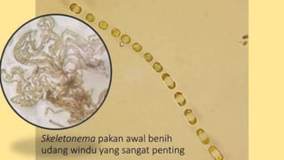 teknik-pembenihan-ikan-i.pptxAAAAAAAAAAAAAAAAAAAA