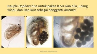 teknik-pembenihan-ikan-i.pptxAAAAAAAAAAAAAAAAAAAA