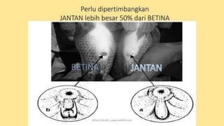teknik-pembenihan-ikan-i.pptxAAAAAAAAAAAAAAAAAAAA