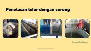 teknik-pembenihan-ikan-i.pptxAAAAAAAAAAAAAAAAAAAA