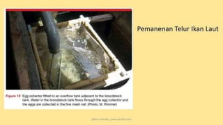 teknik-pembenihan-ikan-i.pptxAAAAAAAAAAAAAAAAAAAA