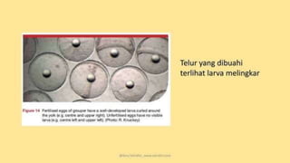 teknik-pembenihan-ikan-i.pptxAAAAAAAAAAAAAAAAAAAA