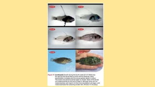 teknik-pembenihan-ikan-i.pptxAAAAAAAAAAAAAAAAAAAA