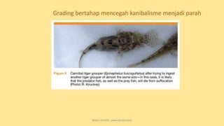 teknik-pembenihan-ikan-i.pptxAAAAAAAAAAAAAAAAAAAA