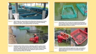 teknik-pembenihan-ikan-i.pptxAAAAAAAAAAAAAAAAAAAA