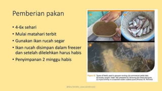 teknik-pembenihan-ikan-i.pptxAAAAAAAAAAAAAAAAAAAA