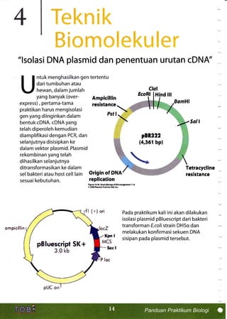 rekre€k
ffi$#ffi*$m$qus$ffin
"lsolasi DNA plasmid dan penentuan urutan cDNA' v
ntuk menghasilkan gen tertentu
daritumbuhan atau
hewan, dalam jumlah
yang banyak (over-
express), pertama-tama
praktikan harus mengisolasi
gen yang diinginkan dalam
bentuk cDNA. cDNA yang
telah diperoleh kemudian
diamplifikasi dengan PCR, dan
selanjutnya disisipkan ke
dalam vektor plasmid. Plasmid
rekombinan yang telah
dihasilkan selanjutnya
ditra nsformasikan ke da lam
sel bakteri atau host cell lain
sesuai kebutuhan.
EcoRl Hindlll
Ampiclllin
resistance
Pstl
Origin of DNA
repllcation
flrlr10.16 trelrolotyoti4krc.|ril.n.l !/.
S r006PuH Prn{o tLl,lrc
Tetracycllne
reslstance
I {+} ori Pada praktikum kali iniakan dilakukan
isolasi plasmid pBluescript dari bakteri
transforman E.colistrain DH5q dan
melakukan konfirmasi sekuen DNA
sisipan pada plasmid tersebut.
ornpicillin
Clal
pBlue*cript St+
s"fi kb
 