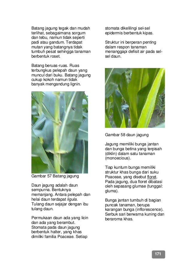 Budidaya Tanaman Gandum Pdf Reader Budidaya Tanaman Gandum Pdf Reader