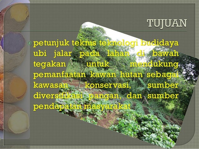 TEKNIK BUDIDAYA UBI JALAR DI BAWAH TEGAKAN TEKNIK BUDIDAYA UBI JALAR DI BAWAH TEGAKAN