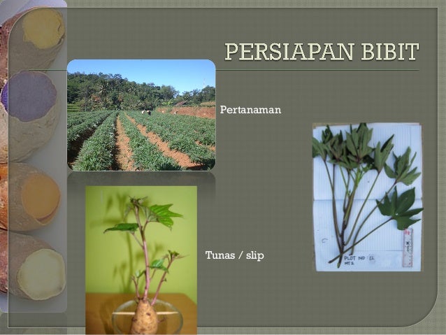 TEKNIK BUDIDAYA UBI JALAR DI BAWAH TEGAKAN TEKNIK BUDIDAYA UBI JALAR DI BAWAH TEGAKAN