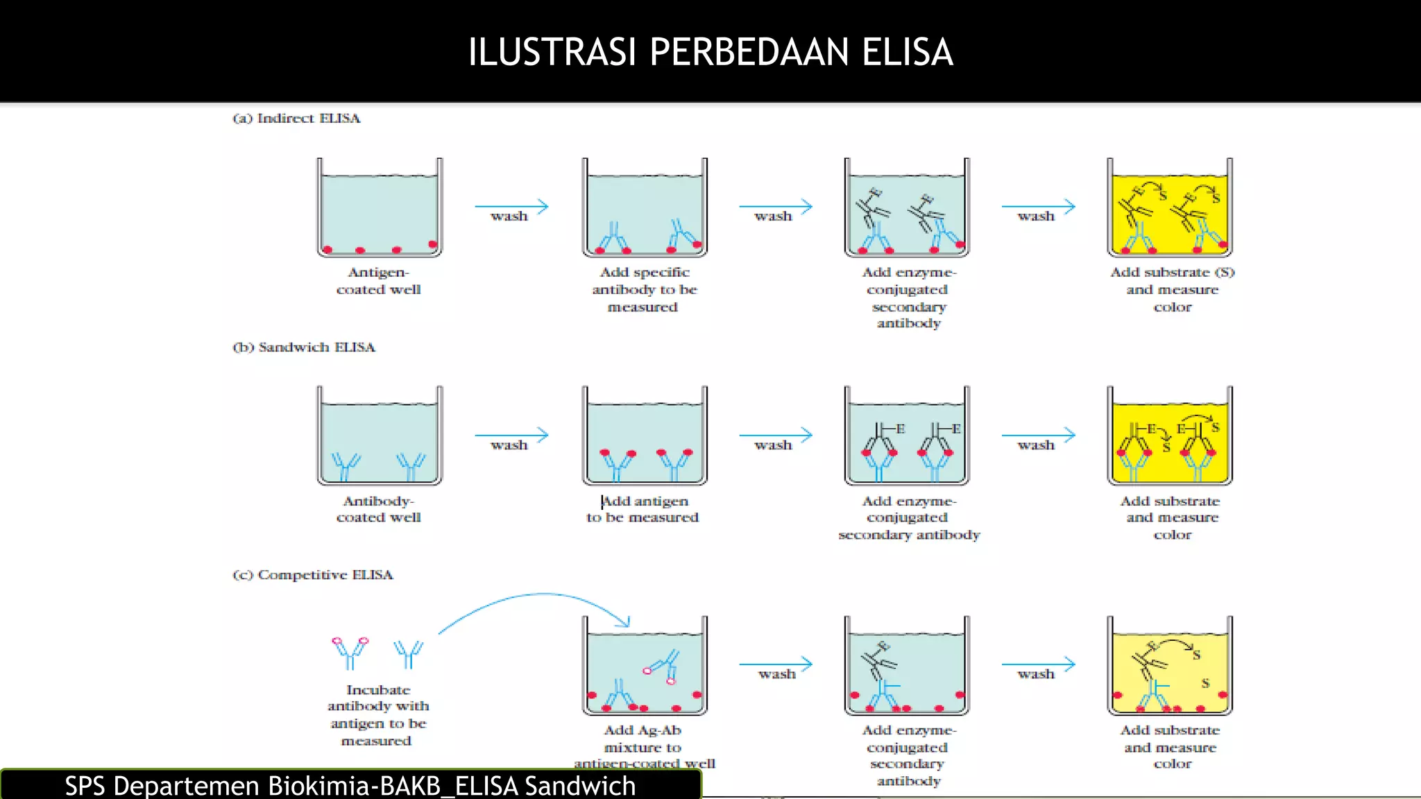 Teknik elisa sandwich | PDF