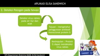 APLIKASI ELISA SANDWICH
2. Deteksi Patogen pada hewan
Deteksi virus rabies
pada air liur dan
otak
Tujuan : mengetahui
penggunaan antibodi
monoclonal protein G
Kesimpulan : Protein
G dapat mendeteksi
virus rabies
SPS Departemen Biokimia-BAKB_ELISA Sandwich
 