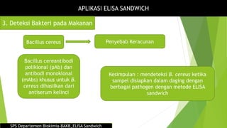 APLIKASI ELISA SANDWICH
3. Deteksi Bakteri pada Makanan
Bacillus cereus Penyebab Keracunan
Bacillus cereantibodi
poliklonal (pAb) dan
antibodi monoklonal
(mAbs) khusus untuk B.
cereus dihasilkan dari
antiserum kelinci
Kesimpulan : mendeteksi B. cereus ketika
sampel disiapkan dalam daging dengan
berbagai pathogen dengan metode ELISA
sandwich
SPS Departemen Biokimia-BAKB_ELISA Sandwich
 