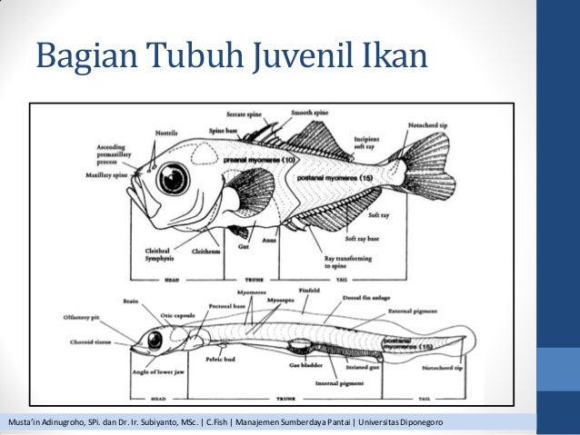 Workshop Teknik Identifikasi Larva Ikan: Studi Kasus Perairan Teluk S…