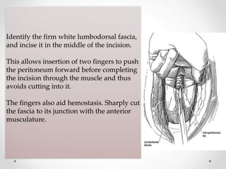 Identify the firm white lumbodorsal fascia,
and incise it in the middle of the incision.
This allows insertion of two fingers to push
the peritoneum forward before completing
the incision through the muscle and thus
avoids cutting into it.
The fingers also aid hemostasis. Sharply cut
the fascia to its junction with the anterior
musculature.
 