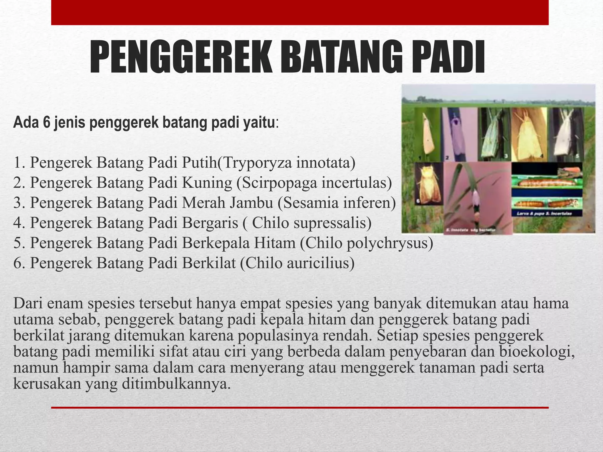 Pengerek Rek TEKNIK PENGAMATAN, PENCEGAHAN DAN PENGENDALIAN OPT.pptx
