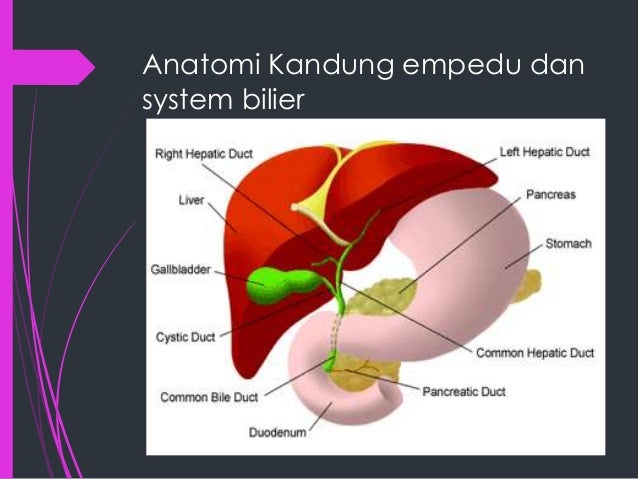 Teknik pemeriksaan radiografi oral colecystography Teknik pemeriksaan radiografi oral colecystography