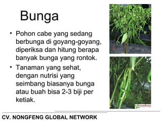 Bunga 
• Pohon cabe yang sedang 
berbunga di goyang-goyang, 
diperiksa dan hitung berapa 
banyak bunga yang rontok. 
• Tanaman yang sehat, 
dengan nutrisi yang 
seimbang biasanya bunga 
atau buah bisa 2-3 biji per 
ketiak. 
CV. NONGFENG GLOBAL NETWORK 
 