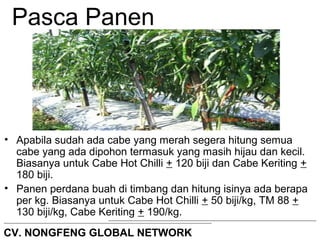 Pasca Panen 
• Apabila sudah ada cabe yang merah segera hitung semua 
cabe yang ada dipohon termasuk yang masih hijau dan kecil. 
Biasanya untuk Cabe Hot Chilli + 120 biji dan Cabe Keriting + 
180 biji. 
• Panen perdana buah di timbang dan hitung isinya ada berapa 
per kg. Biasanya untuk Cabe Hot Chilli + 50 biji/kg, TM 88 + 
130 biji/kg, Cabe Keriting + 190/kg. 
CV. NONGFENG GLOBAL NETWORK 
 