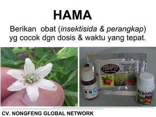 HAMA 
Berikan obat (insektisida & perangkap) 
yg cocok dgn dosis & waktu yang tepat. 
CV. NONGFENG GLOBAL NETWORK 
 