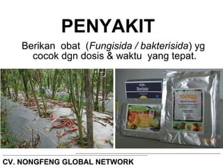 PENYAKIT 
Berikan obat (Fungisida / bakterisida) yg 
cocok dgn dosis & waktu yang tepat. 
CV. NONGFENG GLOBAL NETWORK 
 