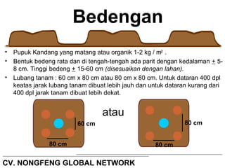 Bedengan 
• Pupuk Kandang yang matang atau organik 1-2 kg / m 2 
. 
• Bentuk bedeng rata dan di tengah-tengah ada parit dengan kedalaman + 5- 
8 cm. Tinggi bedeng + 15-60 cm (disesuaikan dengan lahan). 
• Lubang tanam : 60 cm x 80 cm atau 80 cm x 80 cm. Untuk dataran 400 dpl 
keatas jarak lubang tanam dibuat lebih jauh dan untuk dataran kurang dari 
400 dpl jarak tanam dibuat lebih dekat. 
80 cm 
60 cm 
CV. NONGFENG GLOBAL NETWORK 
80 cm 
80 cm 
atau 
 
