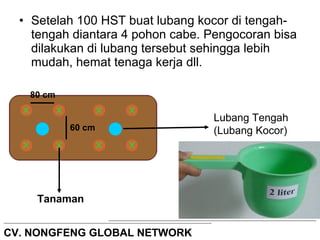 • Setelah 100 HST buat lubang kocor di tengah-tengah 
diantara 4 pohon cabe. Pengocoran bisa 
dilakukan di lubang tersebut sehingga lebih 
mudah, hemat tenaga kerja dll. 
80 cm 
60 cm 
Lubang Tengah 
(Lubang Kocor) 
Tanaman 
CV. NONGFENG GLOBAL NETWORK 
 
