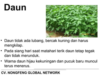 Daun 
• Daun tidak ada lubang, bercak kuning dan harus 
mengkilap. 
• Pada siang hari saat matahari terik daun tetap tegak 
dan tidak merunduk. 
• Warna daun hijau kekuningan dan pucuk baru muncul 
terus menerus. 
CV. NONGFENG GLOBAL NETWORK 
 